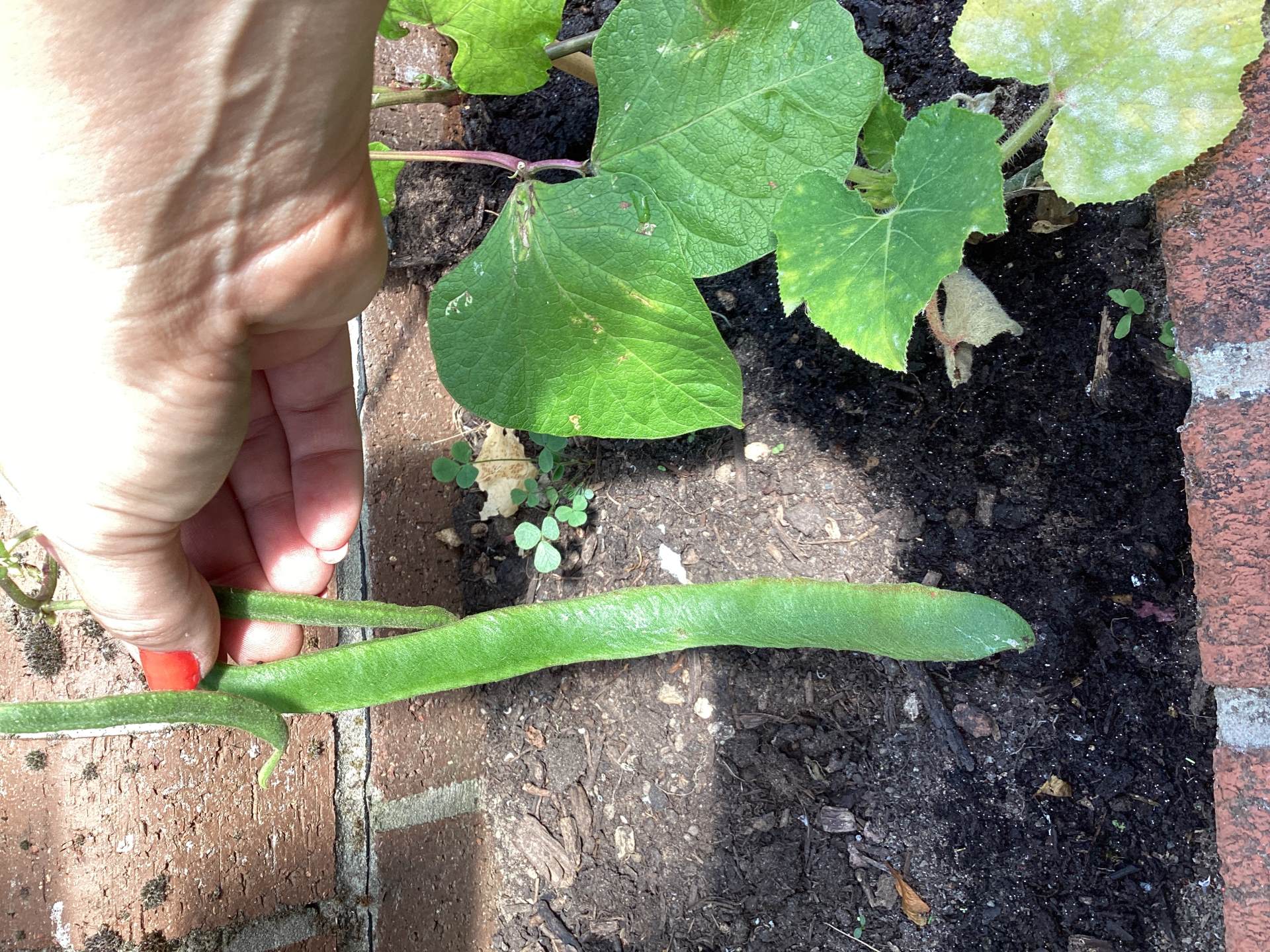 Runner beans and inventions!